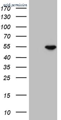 OriGene TA809325S image 1