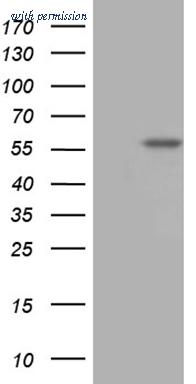 OriGene TA809337 image 1