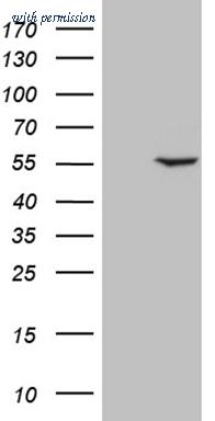 OriGene TA809443S image 1