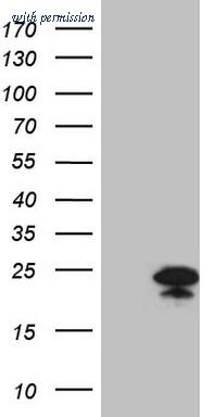 OriGene TA809588S image 1