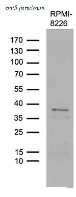OriGene TA809636S image 1