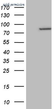 OriGene TA809876 image 1