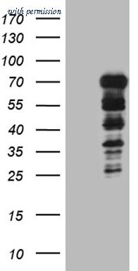 OriGene TA809930 image 1