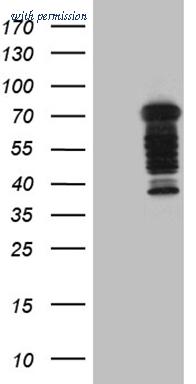 OriGene TA809932S image 1