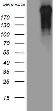 OriGene TA810027 image 1