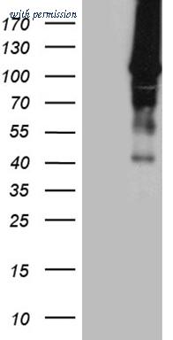 OriGene TA810060S image 1