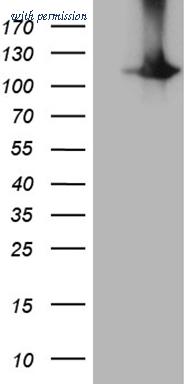 OriGene TA810063S image 1