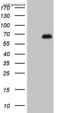 OriGene TA810065S image 1