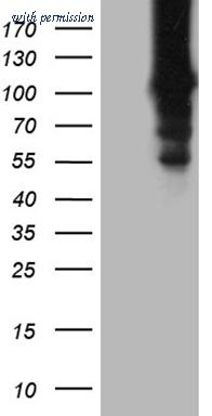 OriGene TA810071 image 1