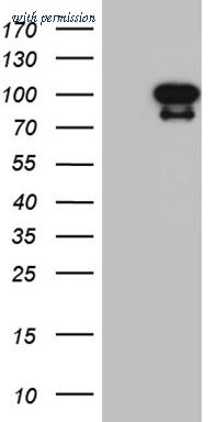 OriGene TA810091 image 1