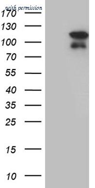 OriGene TA810093 image 1