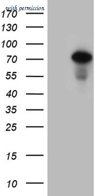 OriGene TA810207S image 1
