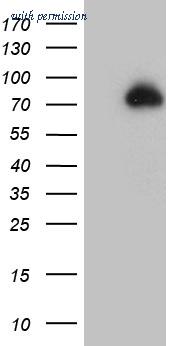 OriGene TA810216S image 1