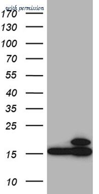 OriGene TA810328 image 1
