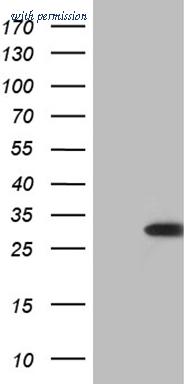 OriGene TA810512S image 1