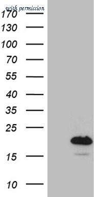OriGene TA810680 image 1