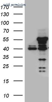 OriGene TA810720S image 1