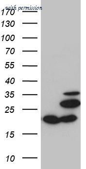 OriGene TA810856 image 1