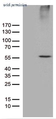 OriGene TA810955S image 1