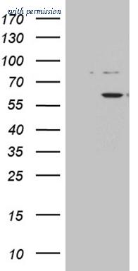 OriGene TA811041S image 1