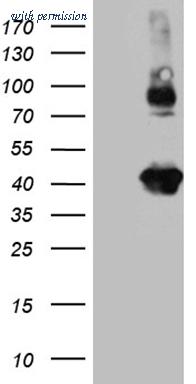 OriGene TA811076 image 1