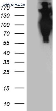 OriGene TA811160 image 1