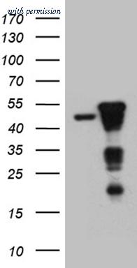 OriGene TA811191S image 1