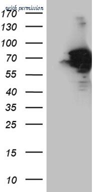 OriGene TA811193S image 1