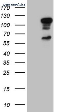 OriGene TA811233S image 1
