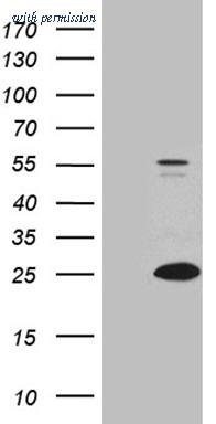 OriGene TA811304S image 1