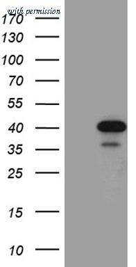 OriGene TA811317S image 1