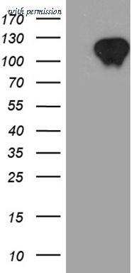 OriGene TA811343 image 1