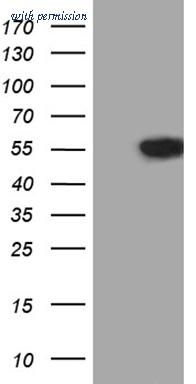 OriGene TA811396 image 1