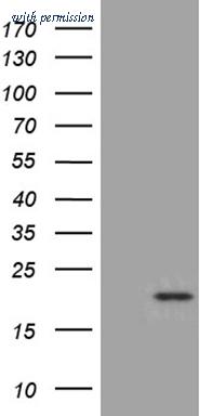 OriGene TA811462S image 1