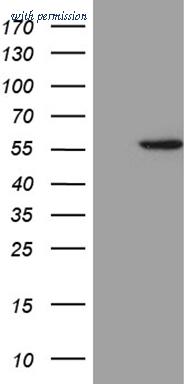 OriGene TA811463S image 1