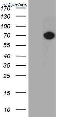 OriGene TA811488 image 1
