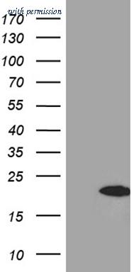 OriGene TA811502S image 1