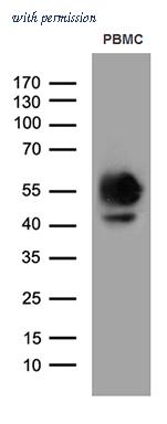 OriGene TA811529S image 1