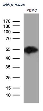 OriGene TA811539S image 1