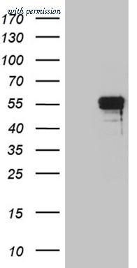 OriGene TA811642S image 1
