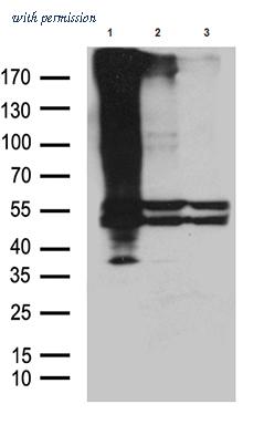 OriGene TA811749 image 1