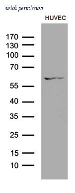 OriGene TA811788 image 1
