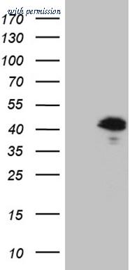 OriGene TA811805S image 1