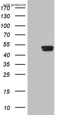 OriGene TA812182S image 1