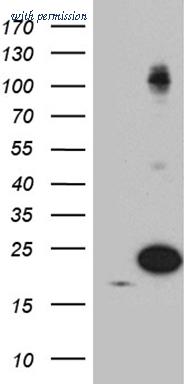 OriGene TA812247S image 1