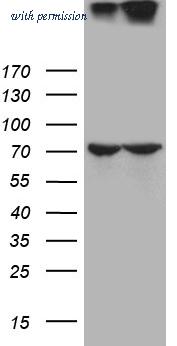 OriGene TA812297 image 1