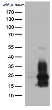OriGene TA812464S image 1