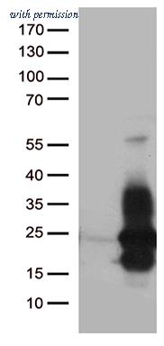 OriGene TA812465 image 1