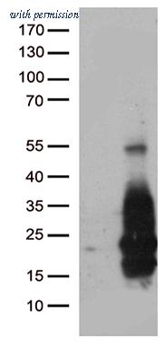 OriGene TA812466S image 1