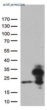 OriGene TA812496 image 1